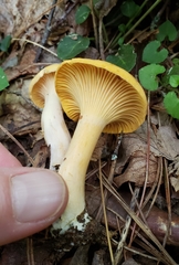 Cantharellus appalachiensis