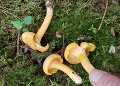 Cantharellus appalachiensis
