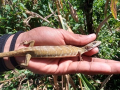 Gerrhonotus ophiurus