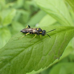 Macrophya bifasciata