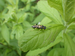 Macrophya bifasciata