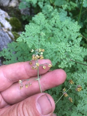 Thalictrum foetidum