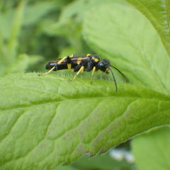 Macrophya bifasciata