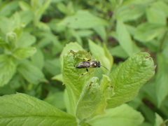 Macrophya bifasciata