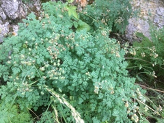 Thalictrum foetidum