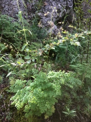 Thalictrum foetidum