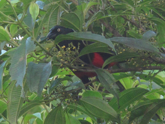 Hypopyrrhus pyrohypogaster