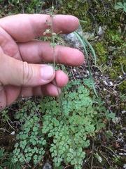 Thalictrum foetidum