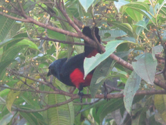 Hypopyrrhus pyrohypogaster