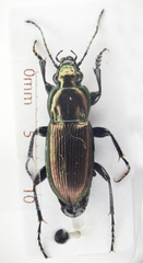 Poecilus lepidus