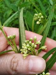 Vincetoxicum sibiricum