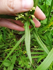 Vincetoxicum sibiricum