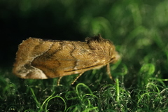 Cosmia affinis