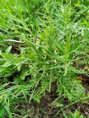 Vincetoxicum sibiricum