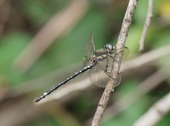 Eusynthemis brevistyla