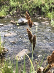 Carex nebrascensis