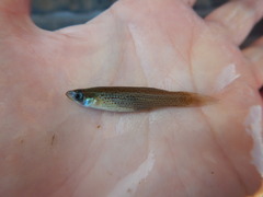 Fundulus blairae