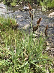 Carex nebrascensis