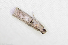 Zamagiria australella