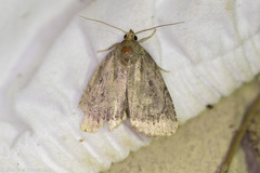 Amphipyra glabella