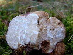 Choiromyces meandriformis