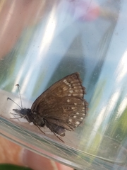 Erynnis icelus