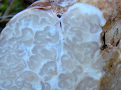 Choiromyces meandriformis