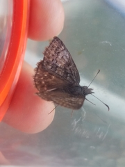 Erynnis icelus