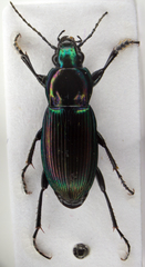 Poecilus lepidus