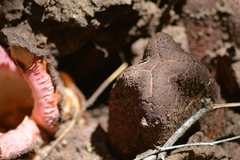 Hydnora abyssinica