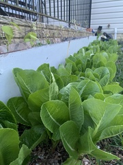 Lactuca sativa longifolia