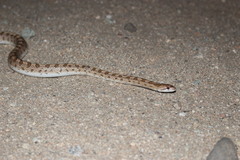 Arizona elegans candida