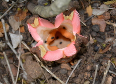 Hydnora abyssinica