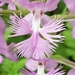 Greater Purple Fringed Orchid - Photo (c) kevinwallace, some rights reserved (CC BY-NC), uploaded by kevinwallace