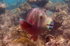 Chlorurus strongylocephalus