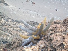 Brachycereus nesioticus