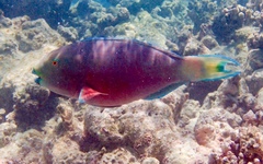 Chlorurus strongylocephalus