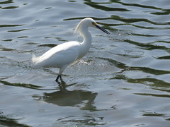 Egretta thula