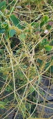 Cuscuta campestris