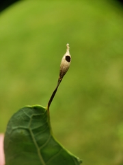 Andricus chinquapin