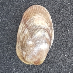 Musculus costulatus