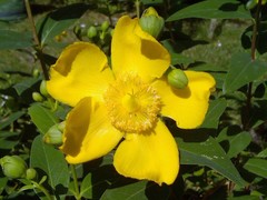 Hypericum patulum