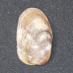 Musculus costulatus