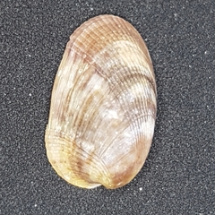 Musculus costulatus