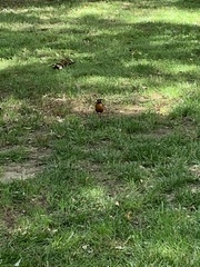 Turdus migratorius