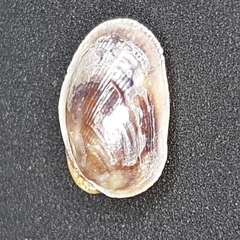 Musculus costulatus