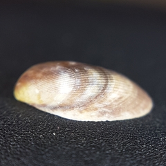 Musculus costulatus