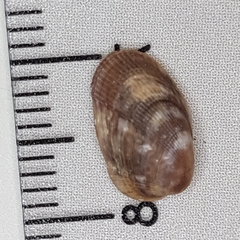 Musculus costulatus