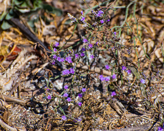 Tournefortia gnaphalodes
