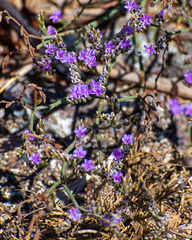 Tournefortia gnaphalodes